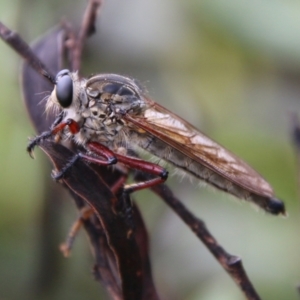 Zosteria sp. (genus) at Mongarlowe, NSW - suppressed