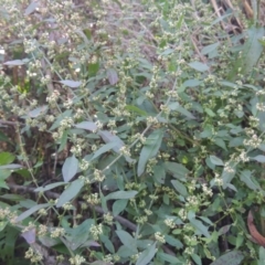 Rumex conglomeratus (Clustered Dock) at Stromlo, ACT - 20 Jan 2021 by MichaelBedingfield