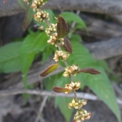 Rumex conglomeratus at Stromlo, ACT - 20 Jan 2021 06:35 PM