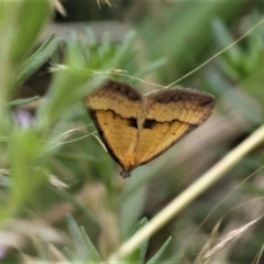 Anachloris subochraria (Golden Grass Carpet (Ennominae)) at Forde, ACT - 19 Dec 2020 by HarveyPerkins