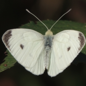 Pieris rapae at Stromlo, ACT - 20 Jan 2021