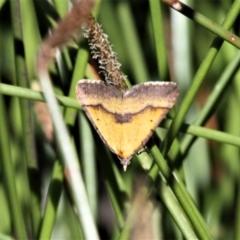 Anachloris subochraria (Golden Grass Carpet) at Forde, ACT - 17 Nov 2020 by HarveyPerkins