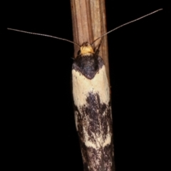 Palimmeces leucopelta (A concealer moth) at Melba, ACT - 18 Feb 2021 by kasiaaus