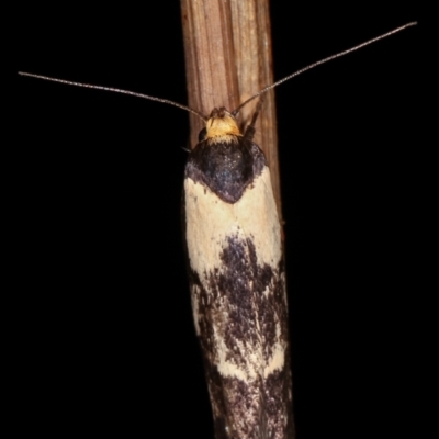 Palimmeces leucopelta (A concealer moth) at Melba, ACT - 18 Feb 2021 by kasiaaus