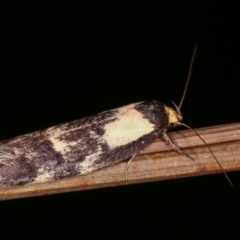 Palimmeces leucopelta at Melba, ACT - 18 Feb 2021