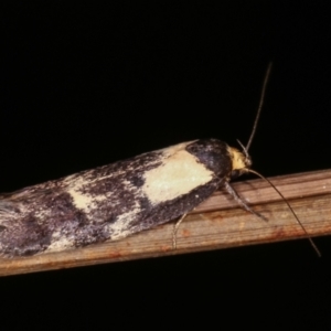 Palimmeces leucopelta at Melba, ACT - 18 Feb 2021