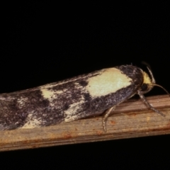 Palimmeces leucopelta at Melba, ACT - 18 Feb 2021