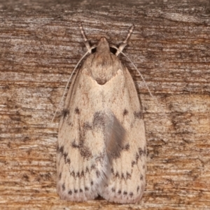 Heliocausta undescribed species at Melba, ACT - 18 Feb 2021