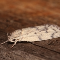 Heliocausta undescribed species at Melba, ACT - 18 Feb 2021