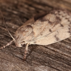 Heliocausta undescribed species at Melba, ACT - 18 Feb 2021