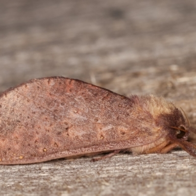 Elhamma australasiae (A Swift or Ghost moth (Hepialidae)) at Melba, ACT - 18 Feb 2021 by kasiaaus