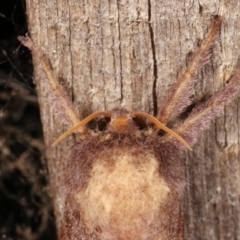 Elhamma australasiae at Melba, ACT - 18 Feb 2021 09:49 PM