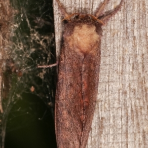 Elhamma australasiae at Melba, ACT - 18 Feb 2021 09:49 PM