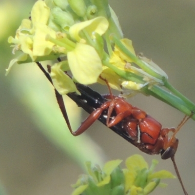Lissopimpla excelsa (Orchid dupe wasp, Dusky-winged Ichneumonid) at Stromlo, ACT - 20 Jan 2021 by michaelb