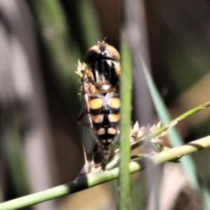 Eristalinus punctulatus at Forde, ACT - 17 Nov 2020