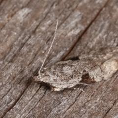 Anarsia molybdota (Wattle Shoot Moth) at Melba, ACT - 18 Feb 2021 by kasiaaus
