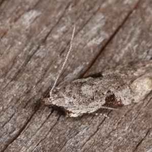 Anarsia molybdota at Melba, ACT - 18 Feb 2021