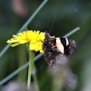 Vanessa itea at Forde, ACT - 17 Nov 2020