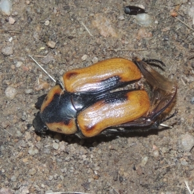 Chondropyga dorsalis (Cowboy beetle) at Greenway, ACT - 8 Jan 2021 by michaelb