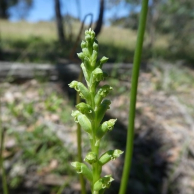 Microtis unifolia (Common Onion Orchid) at Forde, ACT - 17 Nov 2020 by HarveyPerkins