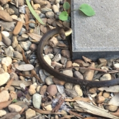 Pseudonaja textilis (Eastern Brown Snake) at Jerrabomberra, NSW - 20 Feb 2021 by DavidRiddel