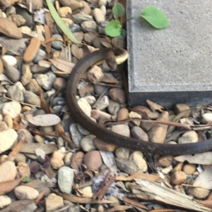 Pseudonaja textilis at Jerrabomberra, NSW - 20 Feb 2021