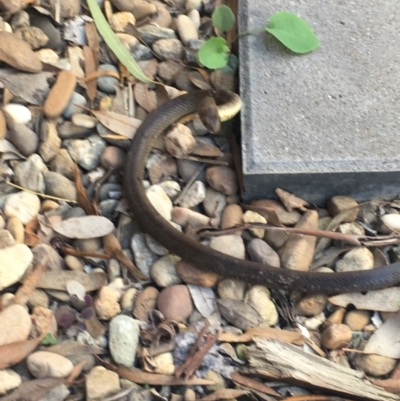 Pseudonaja textilis (Eastern Brown Snake) at Jerrabomberra, NSW - 20 Feb 2021 by DavidRiddel
