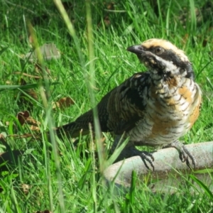 Eudynamys orientalis at Macarthur, ACT - 20 Feb 2021