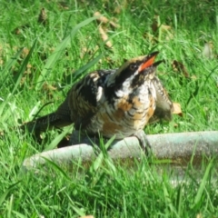 Eudynamys orientalis at Macarthur, ACT - 20 Feb 2021