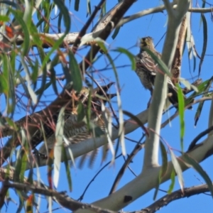 Eudynamys orientalis at Macarthur, ACT - 20 Feb 2021