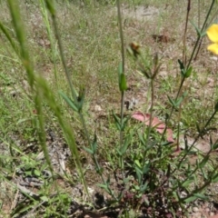 Hypericum gramineum at Forde, ACT - 17 Nov 2020