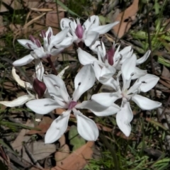 Burchardia umbellata (Milkmaids) at Forde, ACT - 17 Nov 2020 by HarveyPerkins