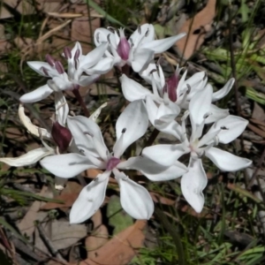 Burchardia umbellata at Forde, ACT - 17 Nov 2020