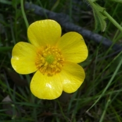 Ranunculus lappaceus at Forde, ACT - 17 Nov 2020 12:20 PM