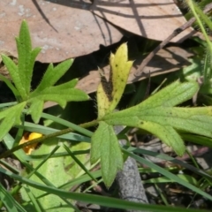 Ranunculus lappaceus at Forde, ACT - 17 Nov 2020 12:20 PM