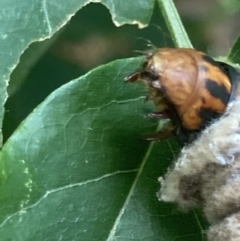 Metura elongatus at Theodore, ACT - 20 Feb 2021 11:57 AM