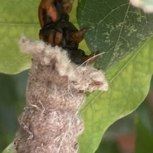 Metura elongatus at Theodore, ACT - 20 Feb 2021 11:57 AM