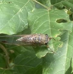 Galanga labeculata (Double-spotted cicada) at Theodore, ACT - 20 Feb 2021 by Cardy