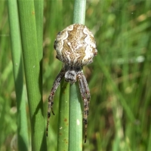 Salsa fuliginata at Forde, ACT - 18 Oct 2020 11:51 AM