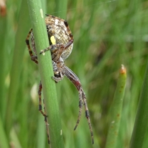 Salsa fuliginata at Forde, ACT - 18 Oct 2020 11:51 AM