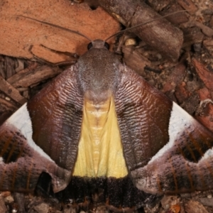 Niceteria macrocosma at Melba, ACT - 19 Feb 2021