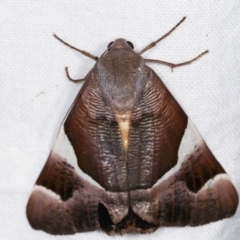 Niceteria macrocosma at Melba, ACT - 19 Feb 2021