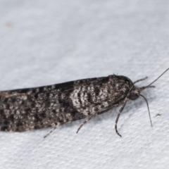 Lepidoscia adelopis, annosella and similar species at Melba, ACT - 19 Feb 2021