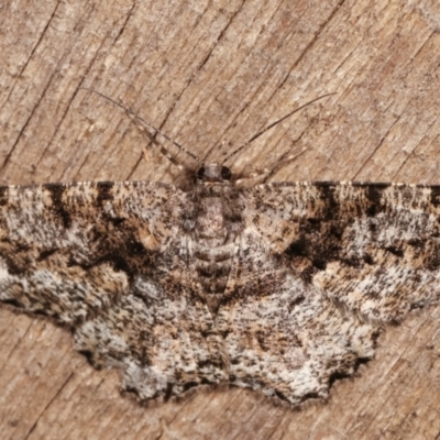 Unplaced externaria (Mahogany Bark Moth) at Melba, ACT - 19 Feb 2021 by kasiaaus