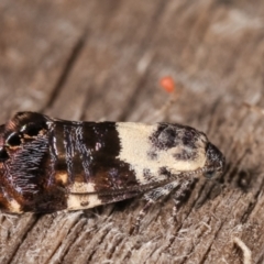 Eupselia aristonica (A Twig Moth) at Melba, ACT - 18 Feb 2021 by kasiaaus