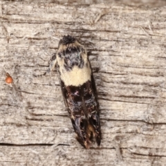 Eupselia aristonica at Melba, ACT - 19 Feb 2021 01:04 AM