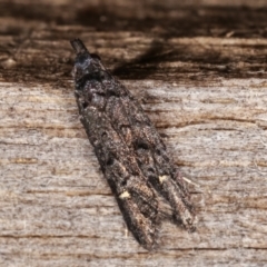 Bondia nigella (A Fruitworm moth (Family Carposinidae)) at Melba, ACT - 19 Feb 2021 by kasiaaus