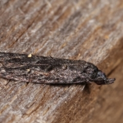 Bondia nigella at Melba, ACT - 19 Feb 2021