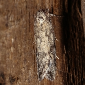 Oecophoridae (family) at Melba, ACT - 19 Feb 2021