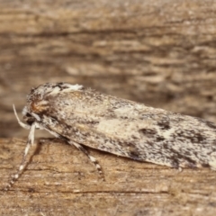 Oecophoridae (family) at Melba, ACT - 19 Feb 2021 09:23 AM